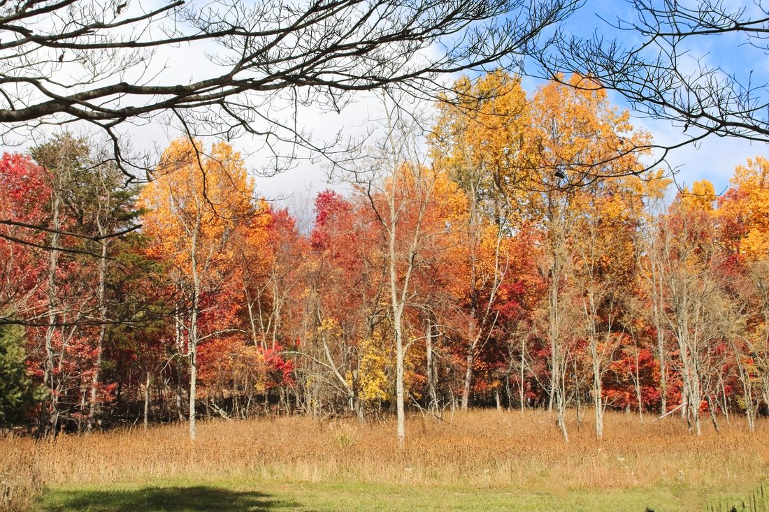 Autumn maples in red, orange, and gold framed by bare overhead branches above a meadow