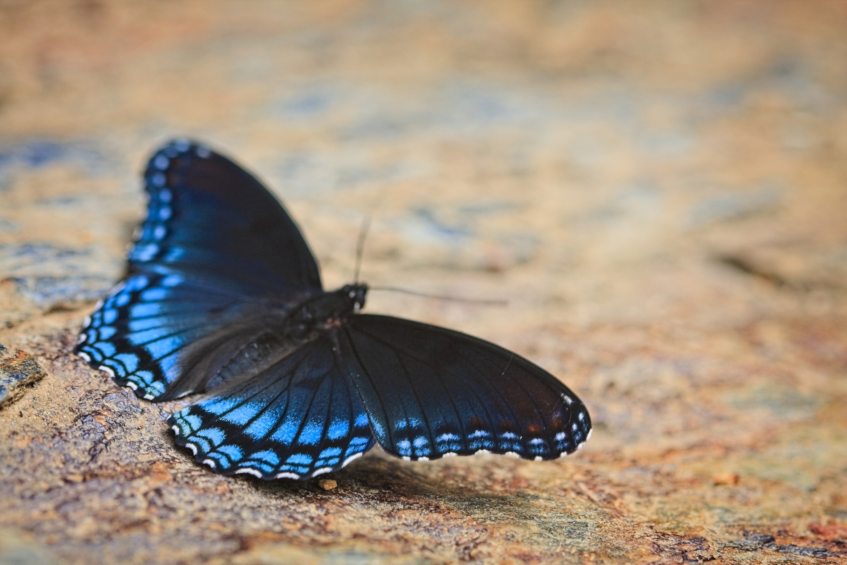 Red-spotted purple butterfly with iridescent blue wings on weathered stone