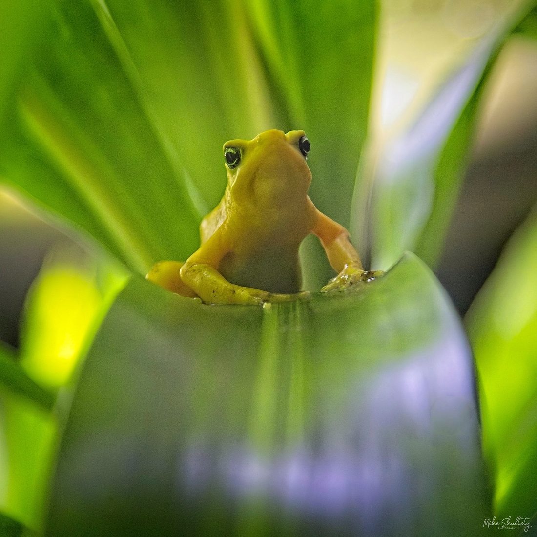 Tiny yellow tree frog perched between curving green tropical leaves