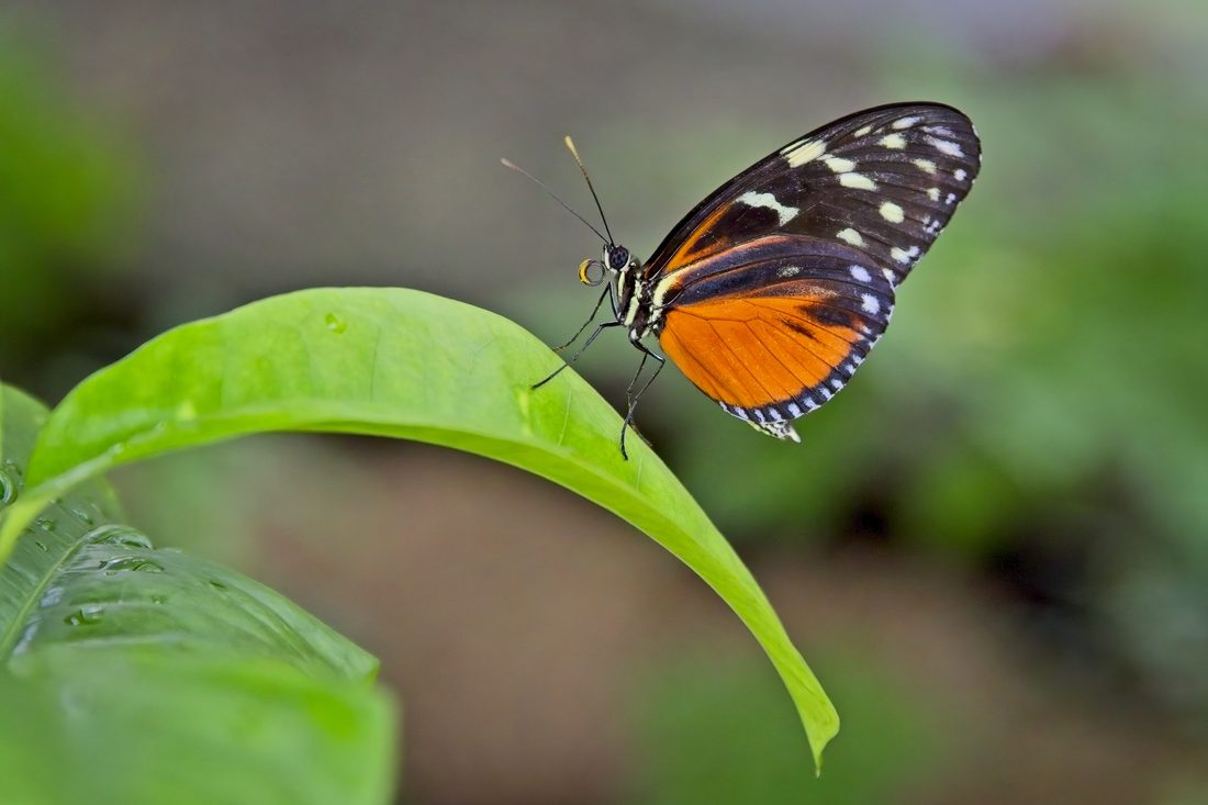 Tiger longwing butterfly perched on a sunlit curved green leaf