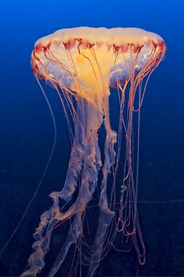 Glowing pink jellyfish trailing delicate tendrils through deep blue water